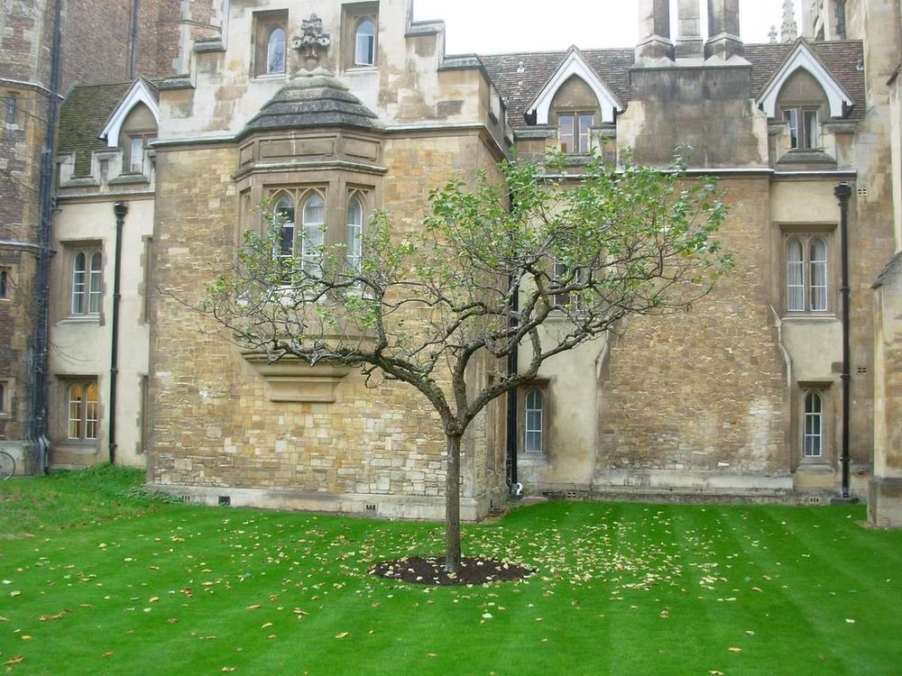 Tuy nhiên, nó vẫn đâm chồi, nảy lộc sau đó vì không bị bật gốc. Ngày nay, cây táo nổi tiếng thế giới này vẫn còn và được chăm sóc bởi National Trust, tổ chức bảo tồn các di sản tự nhiên, kiến trúc và lịch sử trên lãnh thổ Vương quốc Anh.