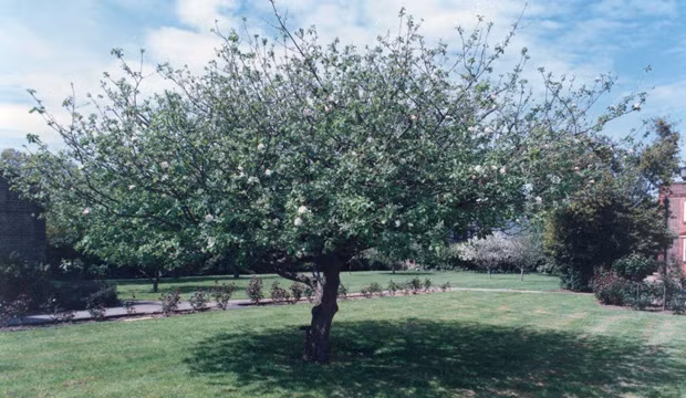 Cũng theo ông Stukeley, Newton cũng cảm thấy thú vị khi nghe về giai thoại quả táo rơi trúng đầu giúp ông tìm ra định luật hấp dẫn. Mặc dù Newton không xác định chính xác cây táo nào đã giúp ông nhận ra lực hút của trái đất nhưng nhiều người mặc định một cây táo sum suê nhất trong trang viên Woolsthorpe của gia đình Newton chính là cái cây có trái táo rơi trúng đầu nhà bác học này.