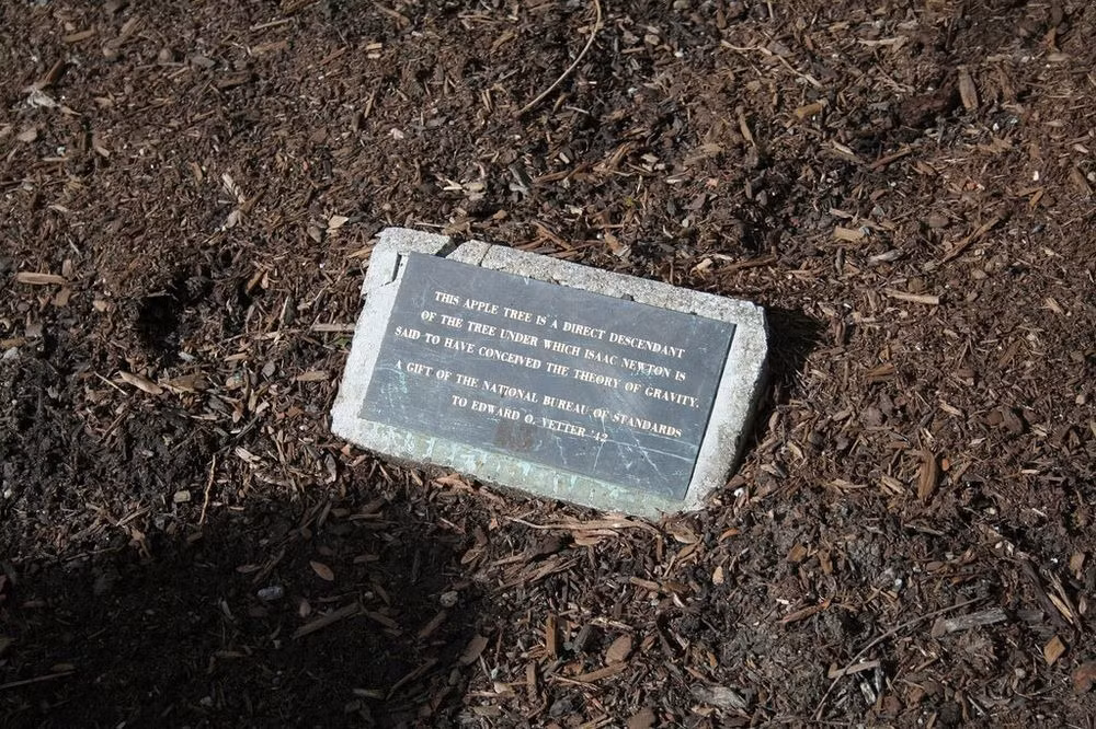 Giai thoại về Newton khám phá ra lực hấp dẫn sau khi bị một quả táo rơi trúng đầu trong lúc ngồi dưới gốc cây táo không chỉ nổi tiếng ở Anh mà còn với cả giới khoa học thế giới.