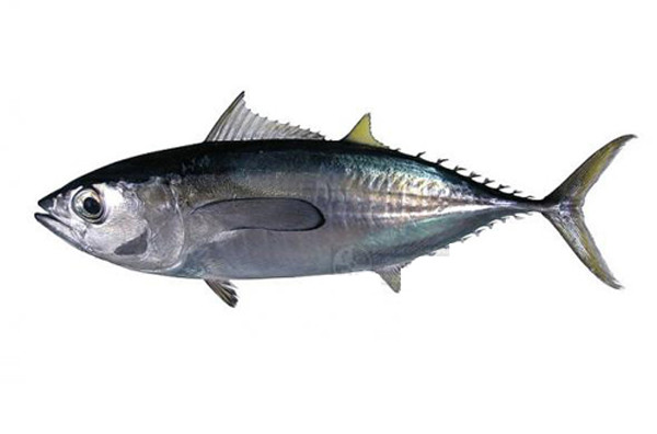 Bên cạnh kích cỡ, bạn nên chọn cá có hàm lượng thủy ngân thấp, tránh các loại cá có hàm lượng thủy ngân cao như cá thu vua, cá ngừ mắt to, cá ngói (Vịnh Mexico), cá kiếm, cá marlin, cá mập và cá đỏ New Zealand.