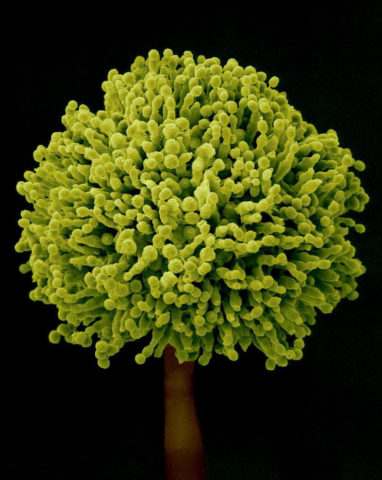 Năm 1993, Viện Nghiên cứu Ung thư của WHO phân loại aflatoxin là chất gây ung thư tự nhiên, có độc tính cao, cực kỳ nguy hiểm. Chỉ cần tiêu thụ 1mg aflatoxin có thể làm tăng nguy cơ ung thư, trường hợp tiêu thụ hơn 20mg có thể dẫn tới tử vong.