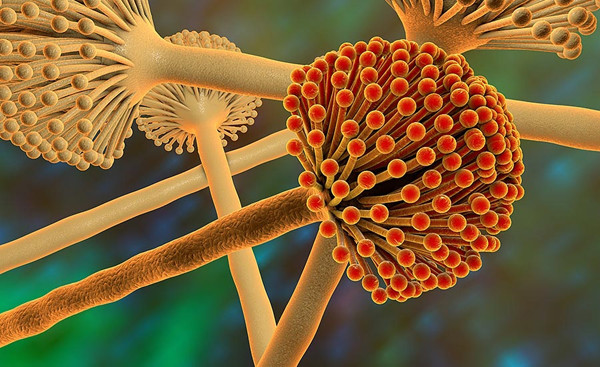 Độc tính của aflatoxin mạnh gấp 10 lần so với loại thuốc độc nổi tiếng kali xyanua. Thậm chí, các nhà khoa học công nhận aflatoxin độc hơn nọc độc của rắn hổ mang; độc hơn 28-33 lần so với các loại thuốc trừ sâu 1605 và 1059.