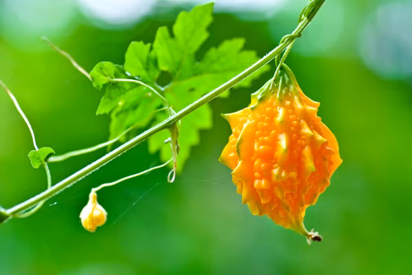 Trung tâm ung thư Memorial Sloan Kettering cũng lưu ý rằng, đàn ông 22 tuổi dùng mướp đắng 3 lần/ngày thì chỉ trong 2 ngày, nhịp tim đã có dấu hiệu bất thường. Tương tự như thế, đàn ông 40 tuổi uống nửa lít nước mướp đắng/ngày có nguy cơ loét dạ dày và cần phải truyền máu. Trường Đại học Colorado ở Denver khuyến cáo không sử dụng mướp đắng hơn 4 tuần để hạn chế nguy cơ các tác dụng phụ. 