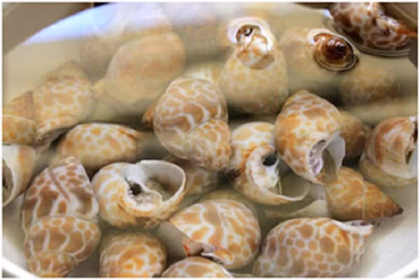 Nguyên liệu để làm món ăn này rất đơn giản gồm: ốc hương, tỏi, ớt. lá chanh , đường, muối. (Ảnh:sotaynauan.com)