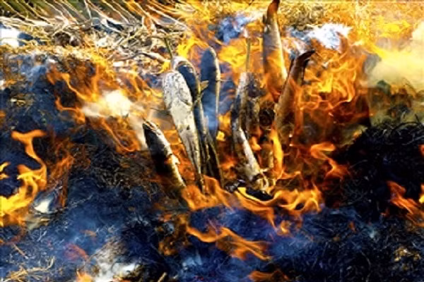 Đến miền Tây chắc chắn bạn không thể bỏ qua món cá lóc nướng trui, cá lóc đắp bùn, nướng lá sen, ếch nướng đất sét hay chim sẻ nướng sả ớt. Trong đó món cá lóc nướng trui "chổng ngược" là món ăn phổ biến và ấn tượng hơn cả của miền sông nước. (Ảnh: depplus.vn)