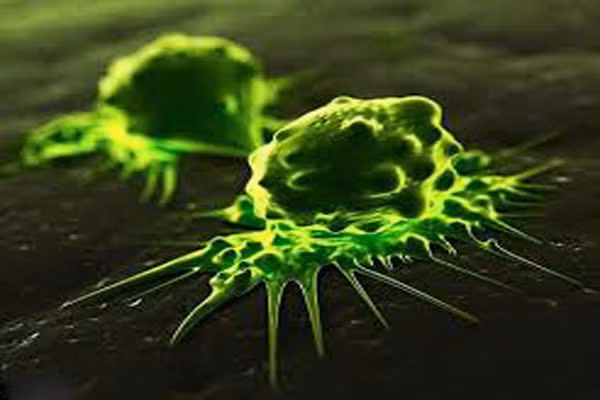 Giống như nhiều ký sinh trùng, sán lá gan người có vòng đời phức tạp. Trứng sán sẽ đi vào cơ thể người theo cá chưa chín hoặc cá sống và nở ra, phát triển thành con. Sau đó, các loại ký sinh trùng chui ra từ ruột non và cư trú trong gan.