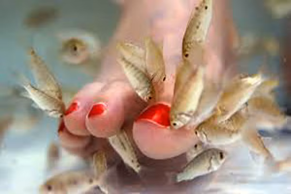 Sán lá gan người không phải là tác nhân gây bệnh chỉ liên quan đến ung thư. Helicobacter pylori, herpes và các vi sinh vật khác cũng gây ung thư. Trong số khoảng chín triệu người nhiễm khuẩn Opisthorchis viverrini, thì khoảng 33 phần trăm sẽ phát triển ung thư gan.