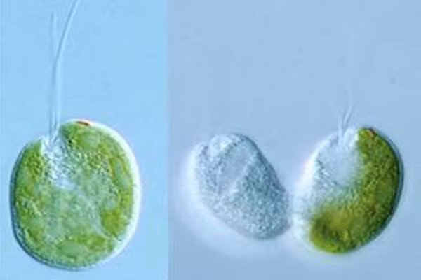 Ung thư có thể bắt đầu ở bất kỳ tế bào nào trong cơ thể. Một tế bào bình thường cũng có thể bị một vài vết thương (đột biến) trước khi phân chia. Những vết thương này sẽ ảnh hưởng đến cách tế bào phát triển, hoạt động, tái tạo và chết. Chúng làm cho các tế bào mới được chia phát triển bất bình thường và không được kiểm soát.