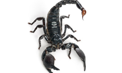 Suýt tử vong vì bị bọ cạp cắn trên máy bay Suyt tu vong vi bi bo cap can tren may bay