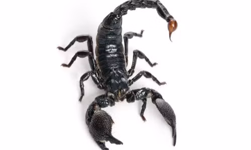 Suyt tu vong vi bi bo cap can tren may bay