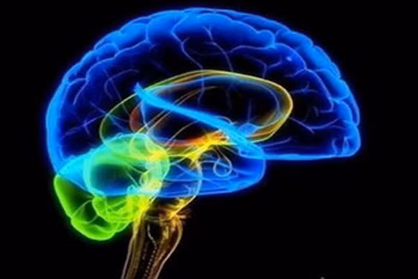 9. Protein cải thiện chức năng não bộ. Không chỉ đóng vai trò là nguồn thức ăn, mà còn cho bộ não phát triển. Thực phẩm có nguồn protein cao cung cấp xây dựng các mô cần thiết, đóng vai trò chủ chốt cho một bộ não khỏe mạnh.