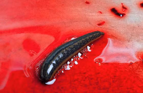 Điều này đã được chứng minh bằng nghiên cứu ở Viện Kliniken Essen-Mitte (Đức). Các giáo sư đã tiến hành so sánh hai biện pháp, một là dùng thuốc diclofenac để điều trị viêm khớp gối, hai là đặt đỉa vào các điểm đau trên đầu gối của các bệnh nhân trong vòng 70 phút. Sau 7 ngày nghiên cứu cho kết quả rất bất ngờ, nhóm bệnh nhân dùng đỉa đã đỡ đau khớp gối hơn nhiều so với nhóm kia. Tác dụng này kéo dài đến tận nhiều ngày sau và các chức năng khớp cũng được cải thiện rõ rệt.