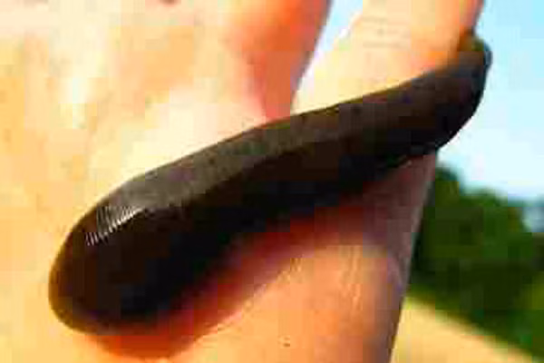 Đỉa chống máu đông. Từ năm 1884, người ta đã tìm ra trong nước bọt đỉa có chất hirudin chống đông máu. Nước bọt của đỉa tiết ra hỗn hợp hóa chất như thuốc gây tê và chất giãn mạch mở rộng mạch máu nơi vết cắn để đỉa hút được nhiều máu.