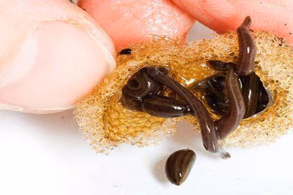 Tuy nhiên, Vì những con đỉa trong thiên nhiên có điểm bất lợi là thường có vi khuẩn gây bệnh trong mồm đỉa, nguy hiểm nhất là bệnh than, vì vậy muốn dùng đỉa chữa bệnh phải nuôi con đỉa trong môi trường nhân tạo và kiểm tra độ vô khuẩn trước khi sử dụng. Khi dùng đỉa phải hết sức cẩn thận và cần có sự hướng dẫn của chuyên gia, bác sĩ. Bởi nếu dùng đỉa chữa bệnh không đúng cách sẽ để lại hậu họa khôn lường.