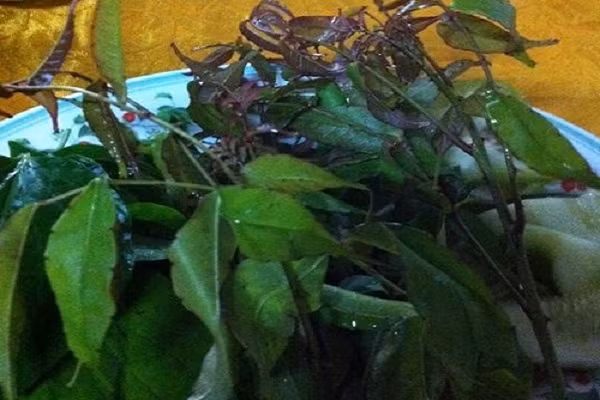 Lá trơng là một loại cây lá gai thường mọc hoang ở vùng rừng núi Quảng Trị. Lá có vị cay nhẹ và mùi thơm rất đặc trưng. Lá trơng có tính ấm, chống hàn nên ăn vào những ngày mưa lạnh sẽ rất tốt, nhất là với những người già hay bị đau khớp. Loại lá này khi kết hợp chế biến cùng thịt trâu để nướng hay xào đều vô cùng thơm ngon và hấp dẫn thực khách. Nếu không có lá trơng bạn có thể thay thế bằng lá lốt khi chế biến cùng thịt trâu cũng ngon không kém. (Ảnh:amthuc365.vn)