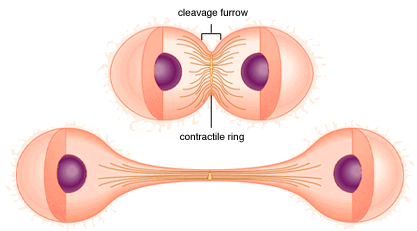 Cơ thể chúng ta được tạo thành từ nhiều đơn vị nhỏ gọi là các tế bào, các tế bào có ở khắp mô và các cơ quan. Mô và cơ quan sẽ tăng trưởng (ở trẻ em) và tự sửa chữa (ở người lớn). Các tế bào này lớn đến một giai đoạn nào đó và lại phân chia thành 2 tế bào mới.