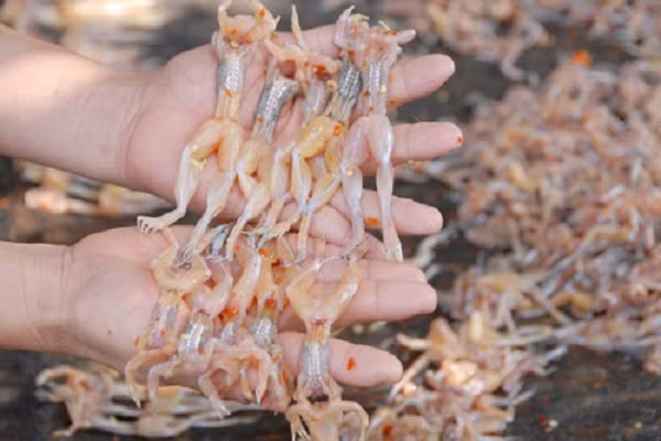 Nhung dac san kho mien Tay cuc ngon nen thu-Hinh-2