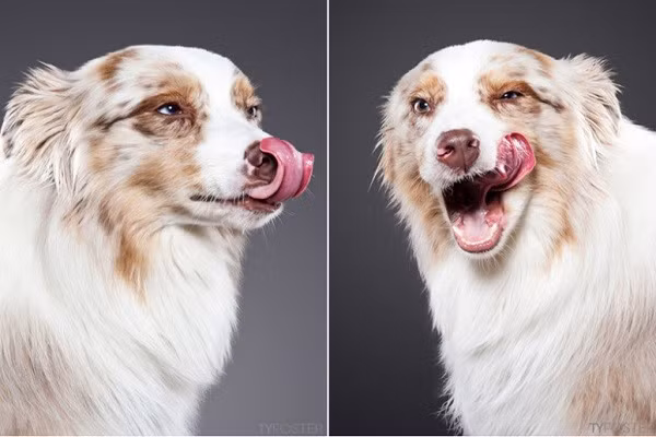 10. Chó có vi khuẩn trên bàn chân, song rất tiếc chúng lại ngửi thấy mùi đó như mùi của khoai tây chiên ngô. Hiện tượng này được gọi là "Frito Feet".