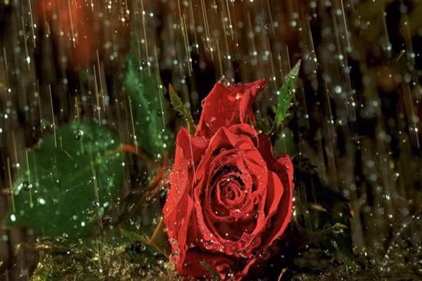 2. Khi trời sắp đổ mưa, một trong những mùi đầu tiên bạn có thể nhận thấy là mùi ngọt và hăng. Đó chính là mùi của ozon. Với những người nhạy cảm, sẽ nhận biết được cơn mưa sắp đến do bão tố mang ozon từ độ cao cuốn xuống tầng không khí dưới.