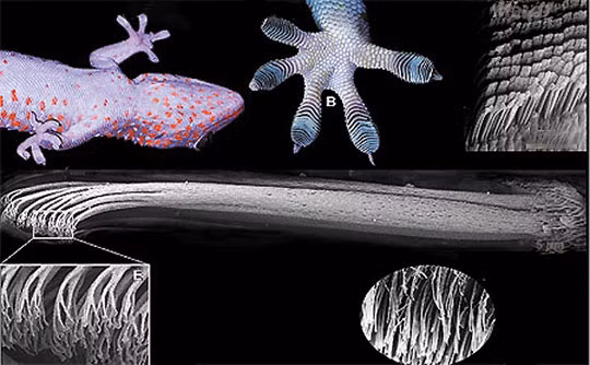 Tế bào T. Những tế bào này có nhiệm vụ trợ giúp cho các kháng thể bằng cách sử dụng một hệ thống dấu hiệu hợp chất hóa học để báo cho kháng thể biết phải làm gì và cần sản xuất ra loại kháng thể nào để tiêu diệt các tác nhân gây nhiễm trùng đang xâm lấn.