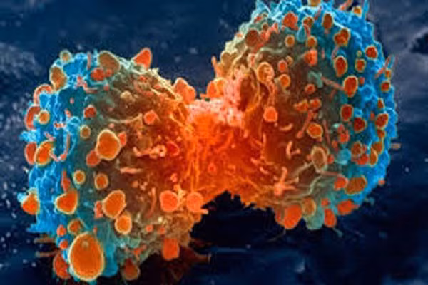 Cortisol giúp điều chỉnh, sửa chữa mô hư hại và giải phóng các tế bào miễn dịch chống lại các tế bào ung thư. Mức cortisol sẽ tăng cao sau giờ ngủ (bình minh). Nếu bạn cứ ngủ ngày thì cơ thể sẽ không tiết ra cortisol giúp điều hòa hệ miễn dịch chiến đấu với ung thư.