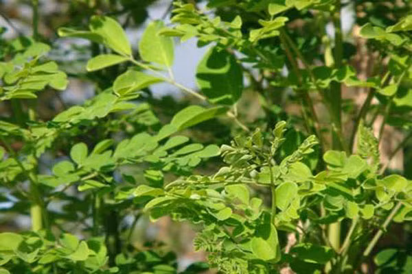 Rau cải ngựa (rau chùm ngây). Loại rau này được biết đến từ ngàn năm qua, được người dân Ấn Độ, Hy Lạp và Ý dùng rất nhiều. Theo các nhà nghiên cứu khoa học, lá và hoa của rau cải ngựa có chứa vitamin C gấp 4 lần trong quả cam, can xi nhiều hơn 4 lần trong cà rốt, gấp 3 lần kali trong chuối.