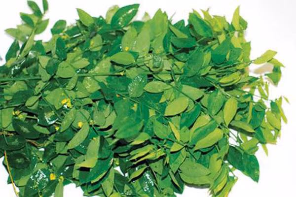 Rau ngót. Gây ra hiện tượng co thắt cơ trơn tử cung dẫn đến dễ sẩy thai, tiêu chảy do lá rau ngót có chứa chất Papaverin. Và để giữ an toàn cho bào thai, các bà mẹ không nên ăn quá nhiều rau ngót, đặc biệt là nước lá rau ngót sống.