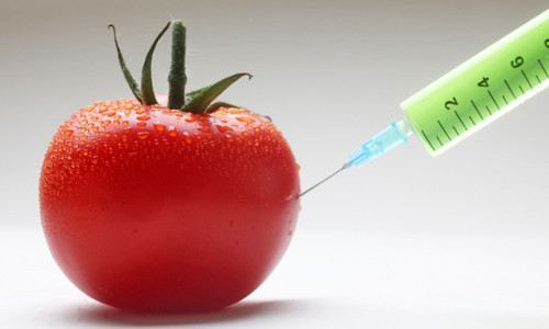 Thực phẩm biến đổi gen không tốt. Thực phẩm biến đổi gen là một đề tài từ lâu được nhiều người quan tâm về sự an toàn. Nhiều người tin rằng thực phẩm biến đổi gen không tốt nhưng thực tế không toàn toàn như vậy. Một số thực phẩm biến đổi gen còn có tác dụng chống lại bệnh tật. Ảnh: inhabitat.