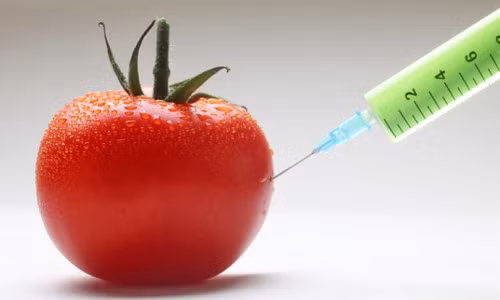 Thực phẩm biến đổi gen không tốt. Thực phẩm biến đổi gen là một đề tài từ lâu được nhiều người quan tâm về sự an toàn. Nhiều người tin rằng thực phẩm biến đổi gen không tốt nhưng thực tế không toàn toàn như vậy. Một số thực phẩm biến đổi gen còn có tác dụng chống lại bệnh tật. Ảnh: inhabitat.