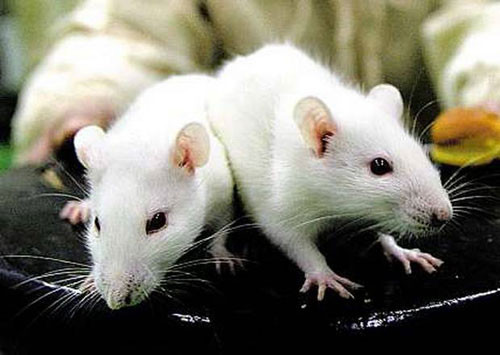 Theo Giáo sư Mc Pherson, nghiên cứu này tập trung vào việc tại sao một số ung thư di căn nhanh và họ sẽ xem xét sử dụng Rab13 để điều trị ung thư nhưng để đạt đến việc ứng dụng vào lâm sàng cần nghiên cứu chuyên sâu hơn nữa.