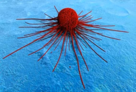 Kết luận này được rút từ nghiên cứu trên chuột có tế bào ung thư, nhóm 1 với tế bào ung thư mức độ cao protein Rab13 và nhóm 2 gồm những con chuột được biến đổi gen để thiếu Rab13. Kết quả cho thấy ở nhóm 2, các bệnh ung thư không phát triển và di căn tế bào sang các mô khác.