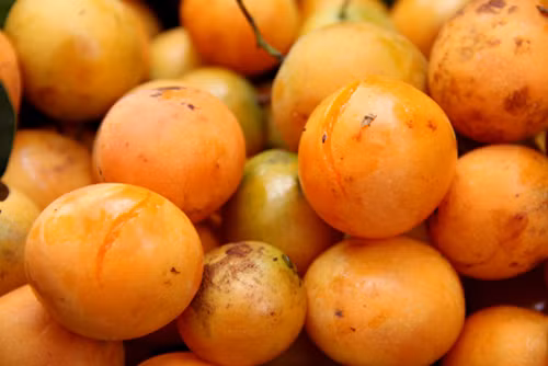 Sườn non nấu thanh trà là món canh giải nhiệt có vị chua dịu, thơm ngon rất hợp trong bữa cơm ngày hè nóng nực. Quả quả gần giống quả chanh, vỏ màu xanh, khi chín có màu vàng cam bóng láng, có vị chua, ngọt hấp dẫn. Ảnh: amthuc365