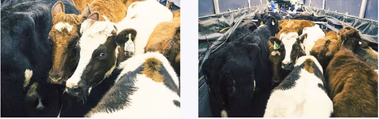 Can canh trang trai bo sua organic tieu chuan chau Au cua Vinamilk-Hinh-13