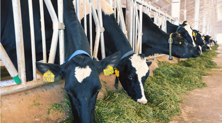 Can canh trang trai bo sua organic tieu chuan chau Au cua Vinamilk-Hinh-6