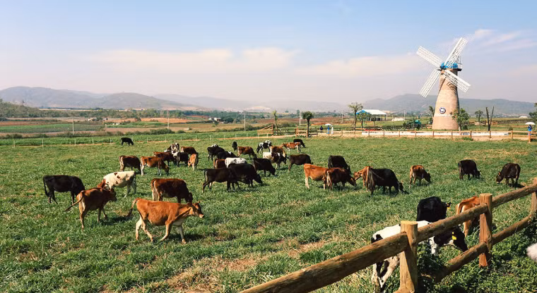 Can canh trang trai bo sua organic tieu chuan chau Au cua Vinamilk-Hinh-4