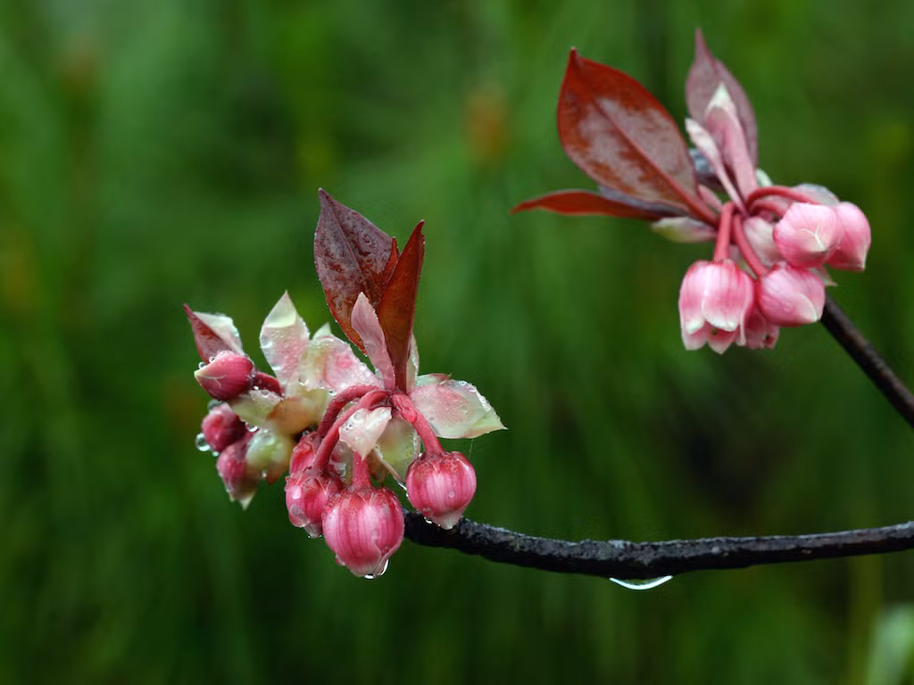 Du xuan, don Tet giua ngan hoa o Ba Na Hills-Hinh-3