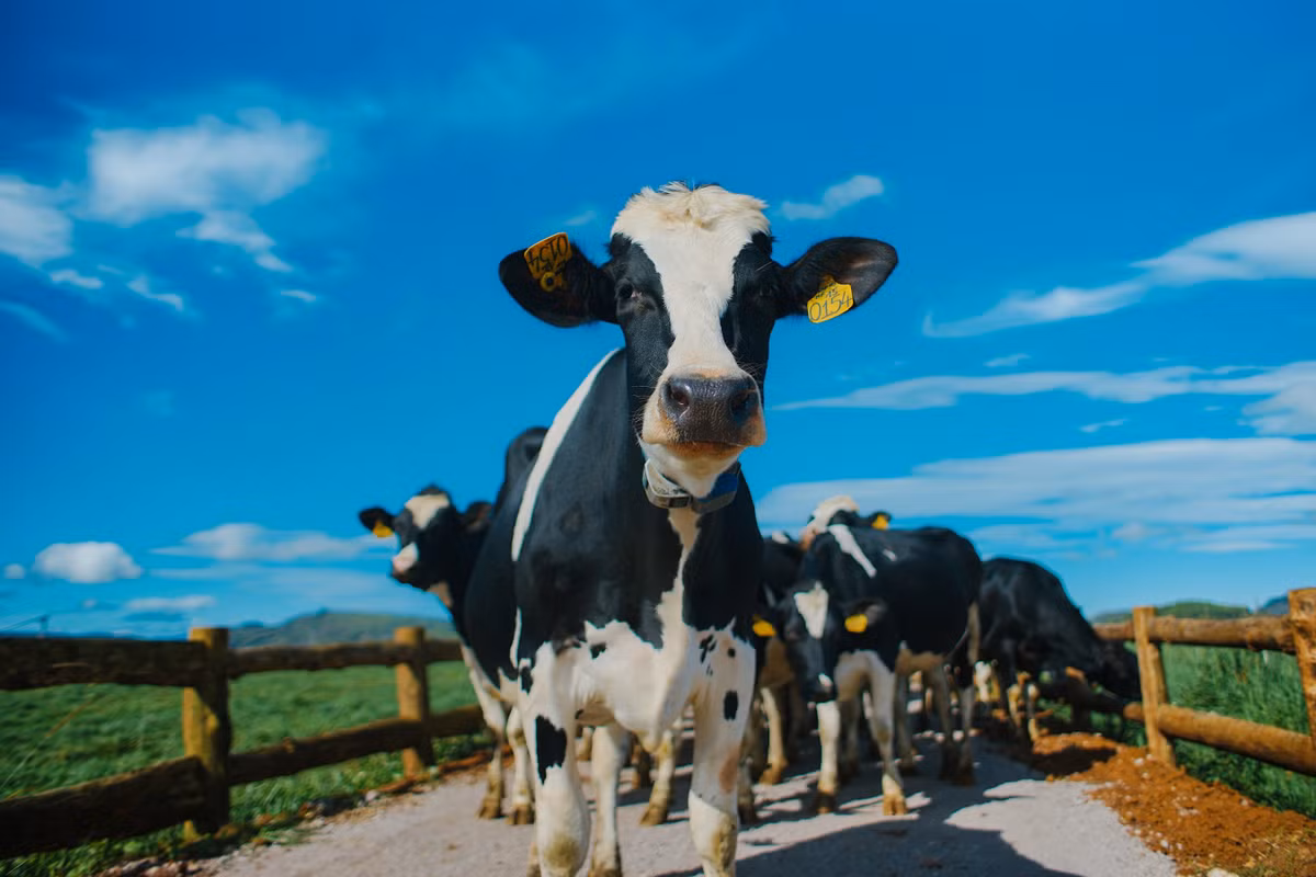 Y nghia cua trang trai bo sua Organic dau tien tai Viet Nam-Hinh-2