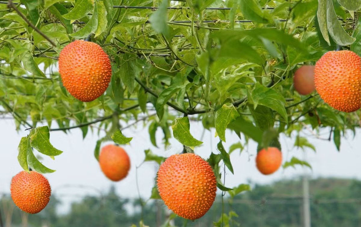 Bi quyet song khoe va hanh phuc cau tra loi tu thao duoc thien nhien-Hinh-2