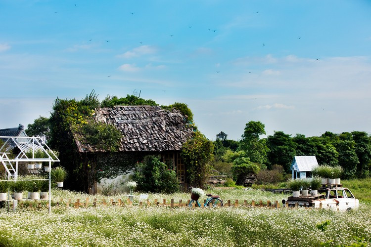 Cuc hoa mi bat ngo no ro truoc 1 thang, gioi tre keo nhau 'check-in'