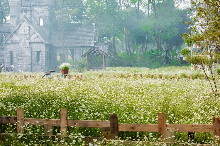 Thảm hoa cúc họa mi rộng khoảng hơn 2.000m2 với hơn 10.000 gốc tại Thảo nguyên hoa Long Biên đang nở rực rỡ.