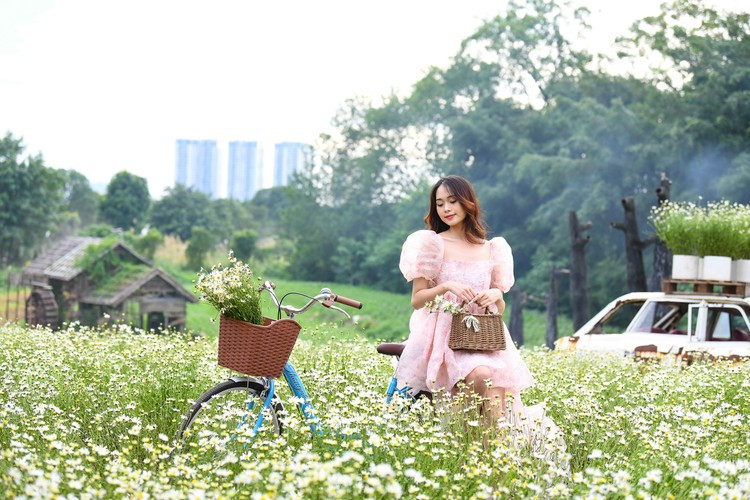 Với hoa cúc họa mi tại đây từ lúc nở đến lúc tàn khoảng 25-30 ngày.