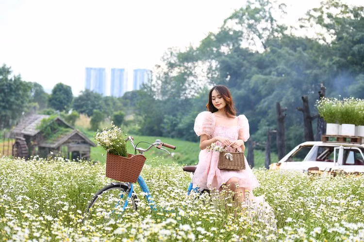 Với hoa cúc họa mi tại đây từ lúc nở đến lúc tàn khoảng 25-30 ngày.