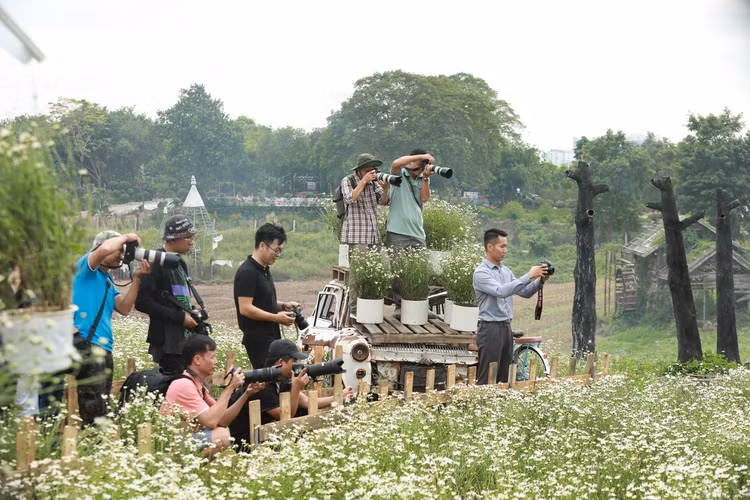 Đây là địa điểm cúc họa mi nở sớm nhất Hà Nội nên rất đông những thợ ảnh và người yêu hoa đã có mặt vào những ngày cuối tuần.