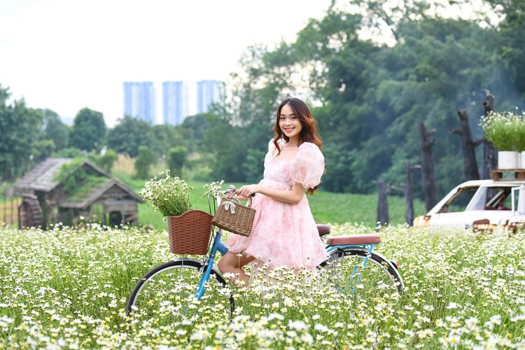 Ngày cuối tuần, trời nắng đẹp, thảm hoa cúc họa mi nở sớm trở thành tâm điểm thu hút nhiều người.