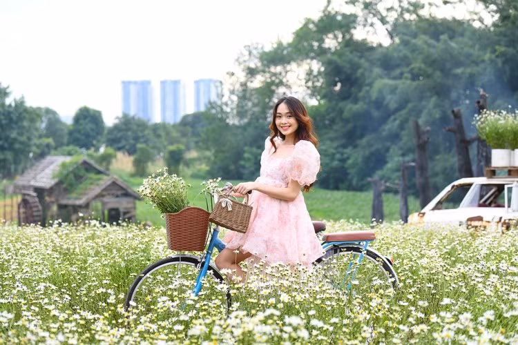 Ngày cuối tuần, trời nắng đẹp, thảm hoa cúc họa mi nở sớm trở thành tâm điểm thu hút nhiều người.