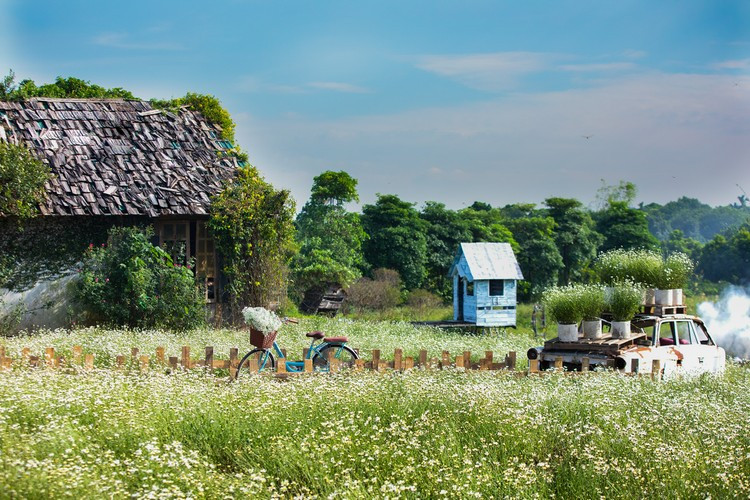 Vốn cúc họa mi tại Hà Nội sẽ nở vào tháng 11.
