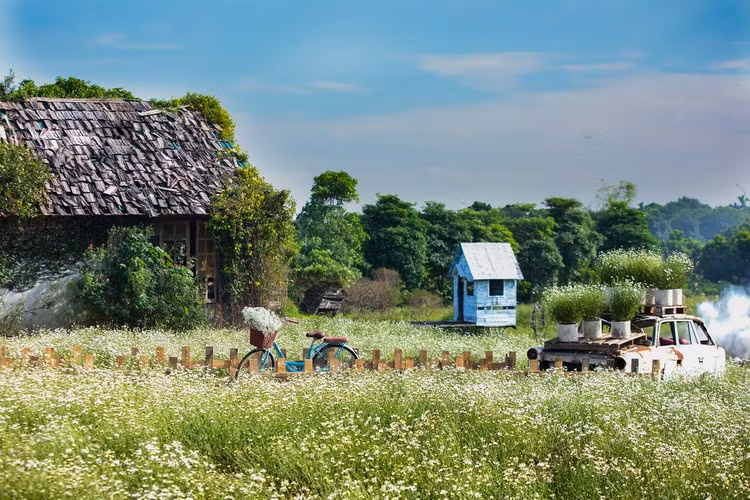 Vốn cúc họa mi tại Hà Nội sẽ nở vào tháng 11.