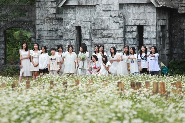 Cúc họa mi đầu mùa nở sớm khiến giới trẻ Hà Nội thích thú, mê mẩn.