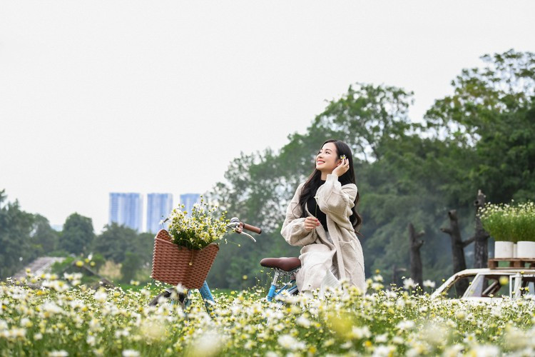 Với diện tích khoảng 2000m2, đây có thể được xem là địa điểm chụp cúc họa mi đẹp nhất tại Hà Nội.