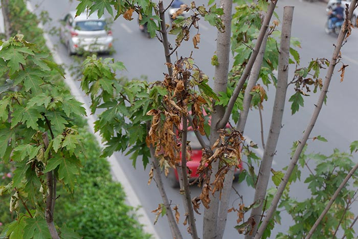 Người dân sống quanh khu vực cho biết có khoảng 5 cây chết khô đã được các công nhân công ty Công viên cây xanh Hà Nội nhổ bỏ, tập trung gần cầu vượt Trần Duy Hưng.
